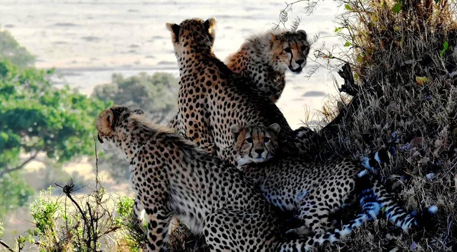 Talle Valley Wildlife Sanctuary, Lower Subansiri, Arunachal Pradesh - Vushii.com